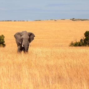 Masai Mara, Kenya depicting a wild elephant in a golden savanna landscape with blue sky.