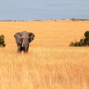 Masai Mara, Kenya depicting a wild elephant in a golden savanna landscape with blue sky.