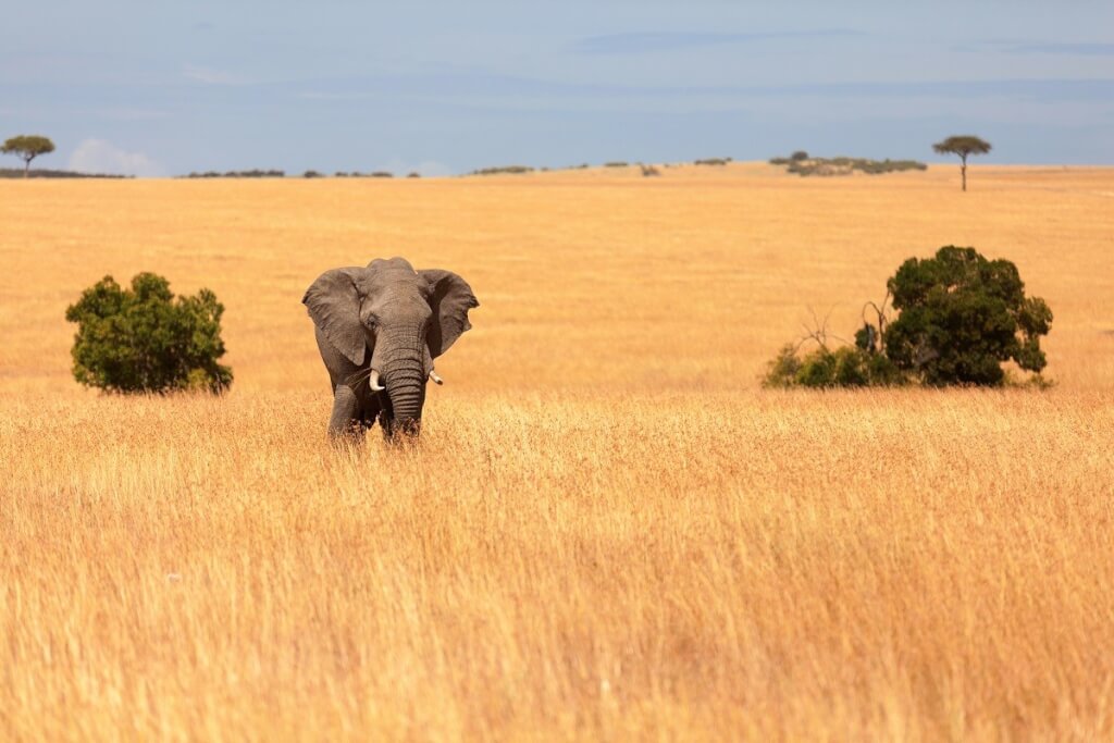 Masai Mara, Kenya depicting a wild elephant in a golden savanna landscape with blue sky.