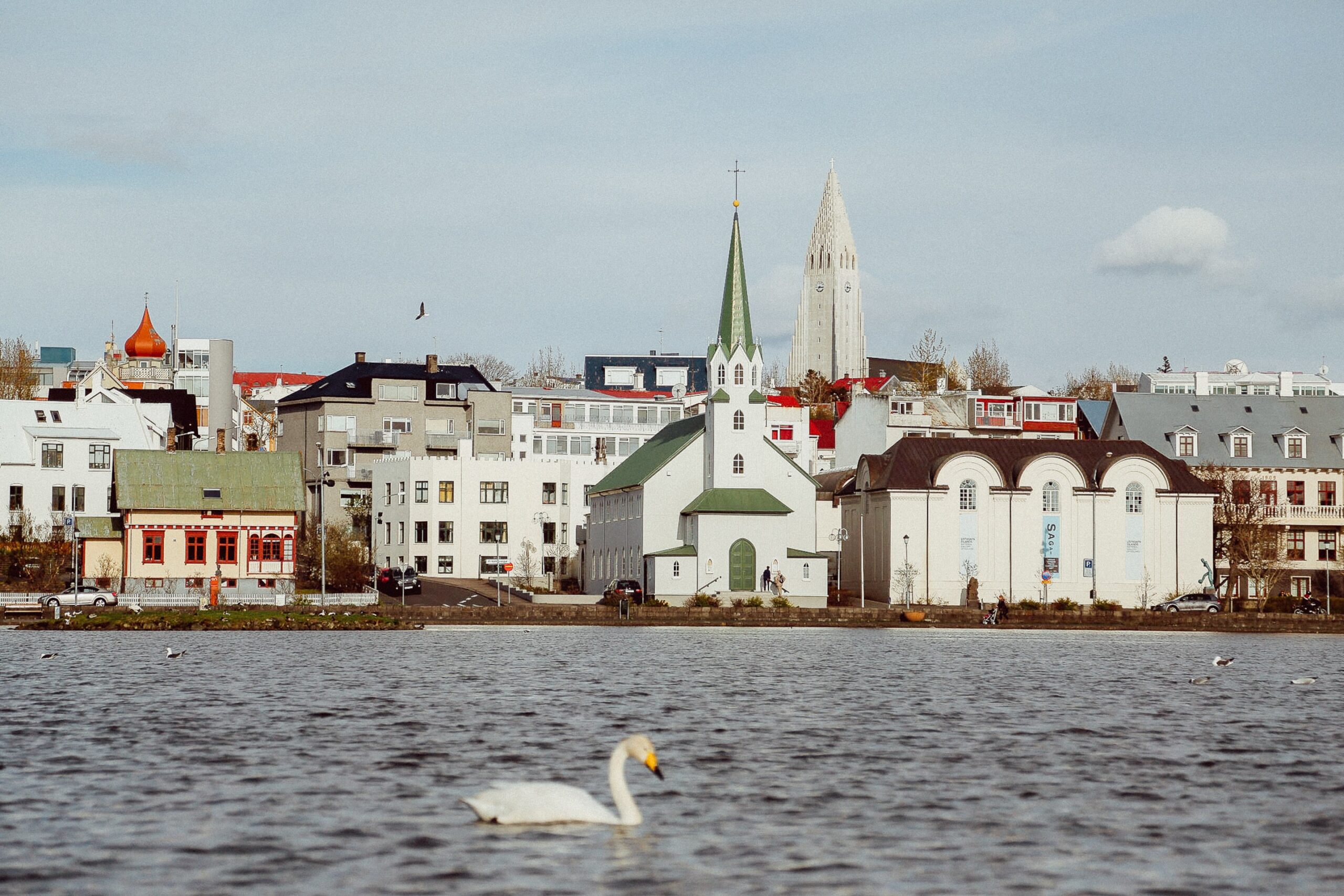 Hallgrímskirkja church in Reykjavik, Iceland. along the Tjörnin pond with a swan.